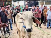 Cara Menangani Sapi: Bismillah, Yakin, dan Tidak Kasar
