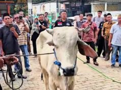 Cara Menangani Sapi: Bismillah, Yakin, dan Tidak Kasar