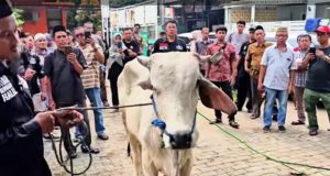 Cara Menangani Sapi: Bismillah, Yakin, dan Tidak Kasar