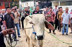 Cara Menangani Sapi: Bismillah, Yakin, dan Tidak Kasar
