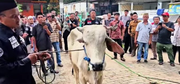 Cara Menangani Sapi: Bismillah, Yakin, dan Tidak Kasar